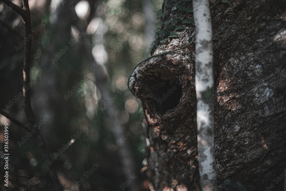 tree tree