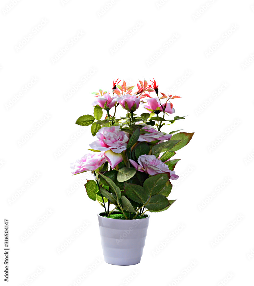 decorative flowering plant