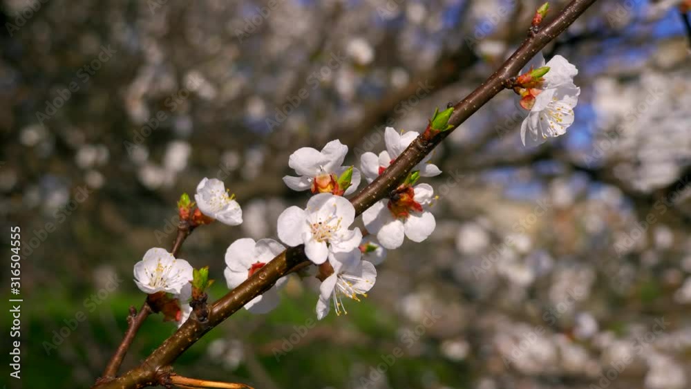 Tree Blossom White Flowers Green Grass. City Park Urban Green Space. Spring Time Bright Day Blue Sky Tree Blossom White Flowers Green Grass. City Park Urban Green Space. Spring Time Bright Day Blue Sky