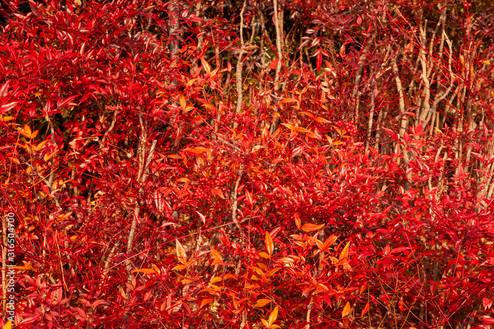 Naklejka premium 잎사귀