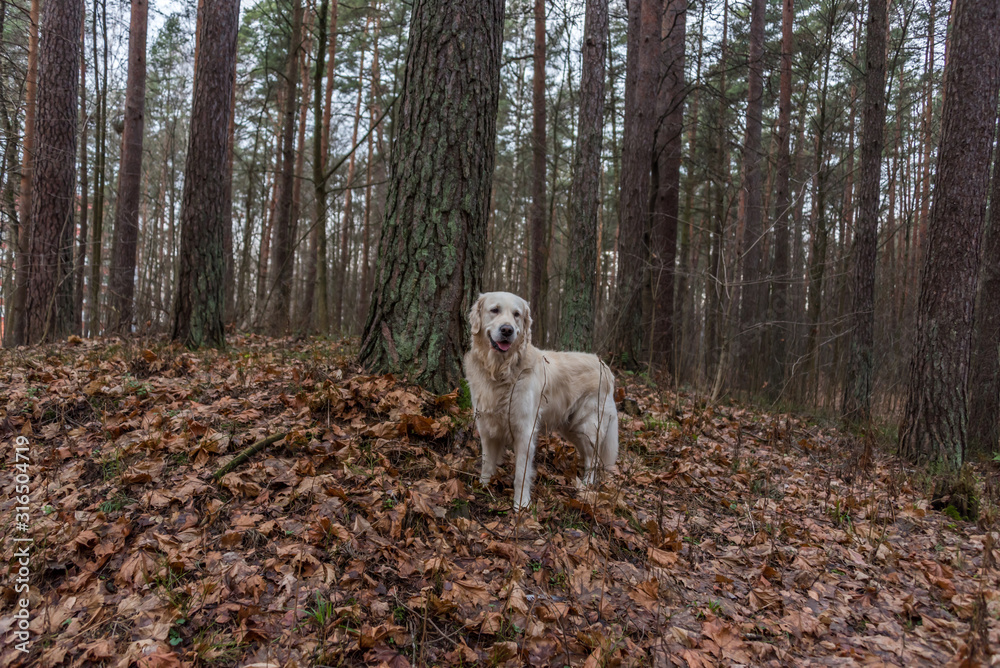 Golden Retriever Posing in a Forest Golden Retriever Posing in a Forest