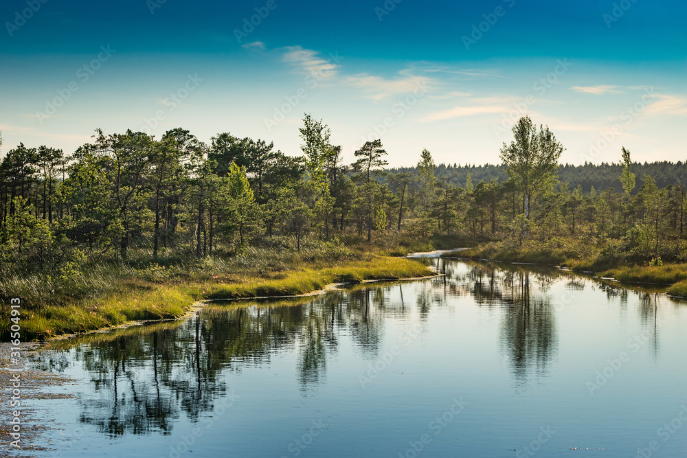 Sunset in the bog, golden marsh, lakes and nature environment. Sundown evening light in summer