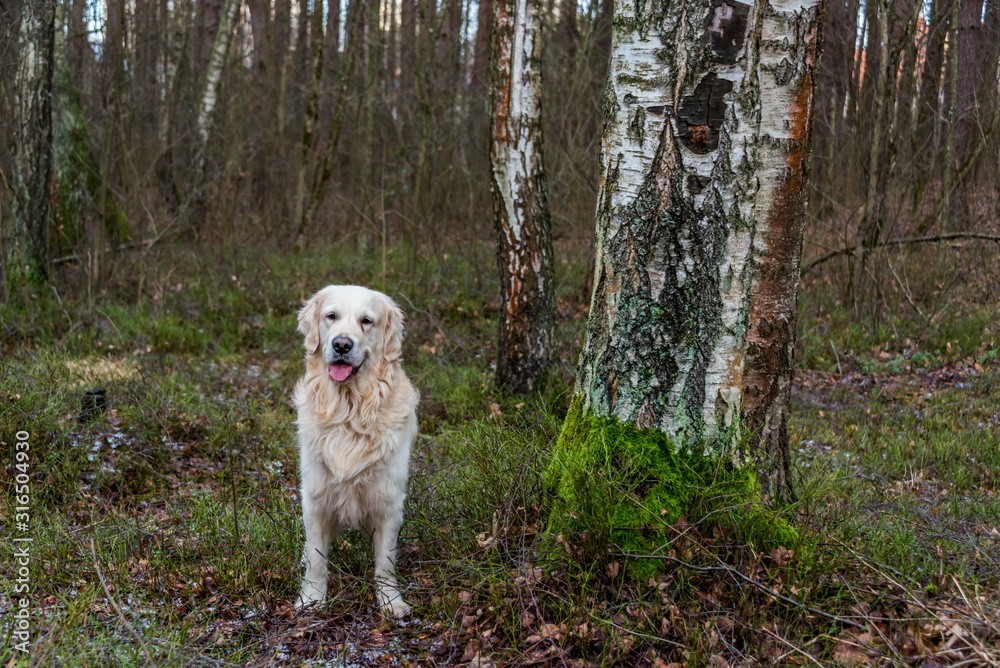 Golden Retriever Posing in a Forest