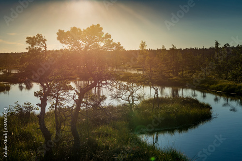 Sunset in the bog, golden marsh, lakes and nature environment. Sundown evening light in summer
