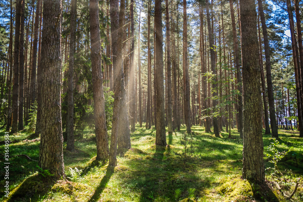 Sun Beams in a Pristine Forest in Latvia Sun Beams in a Pristine Forest in Latvia