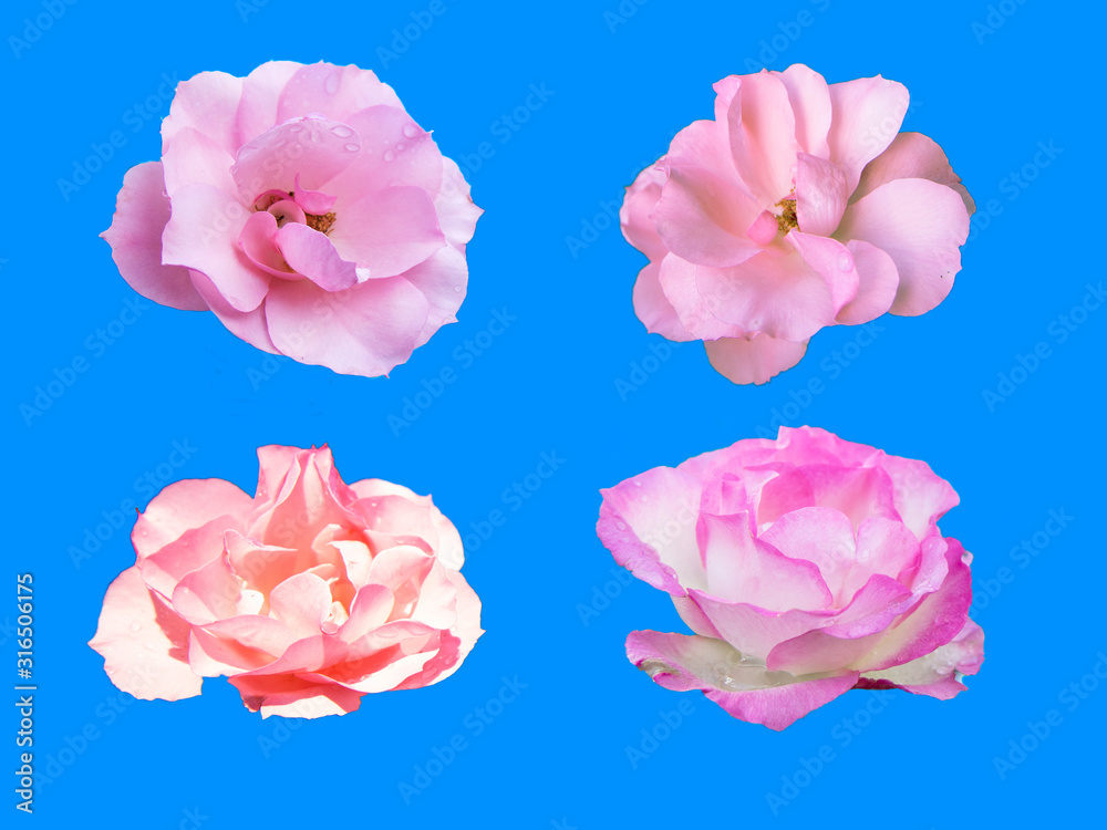 【素材】バラの花【ピンク】