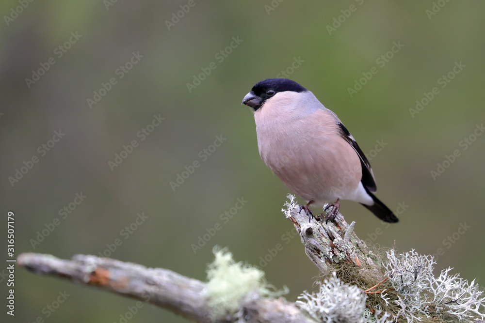 Fototapeta premium Eurasian bullfinch female