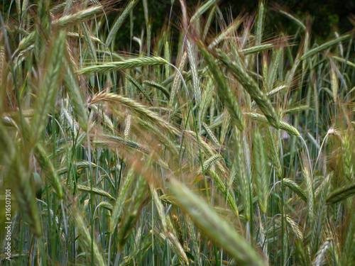 ears of wheat close-up