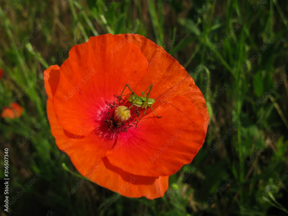 red poppy flower with beetle sitting on it close-up