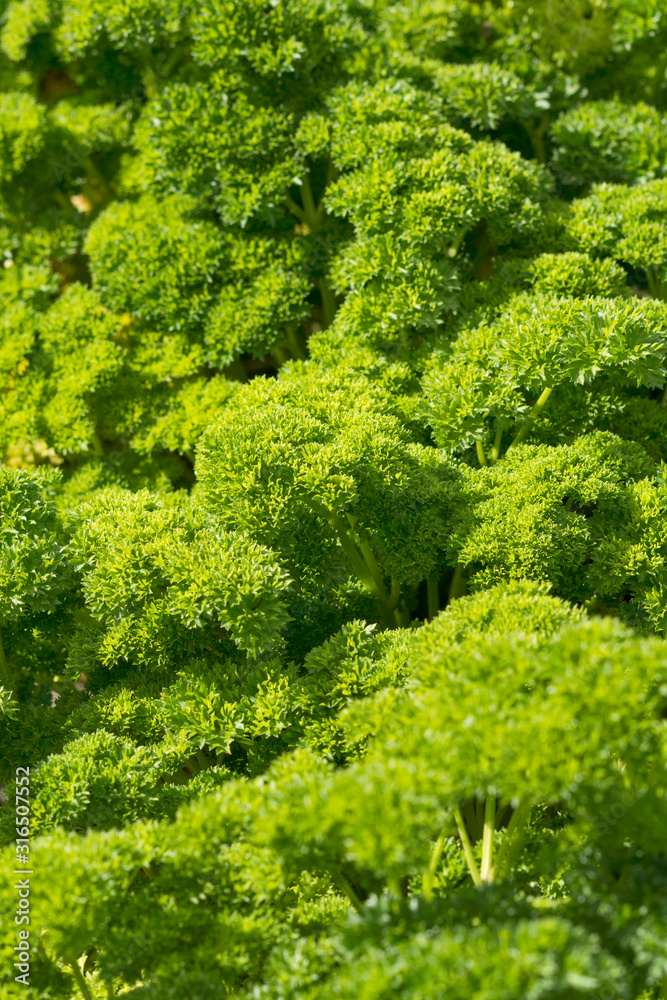 green garden parsley