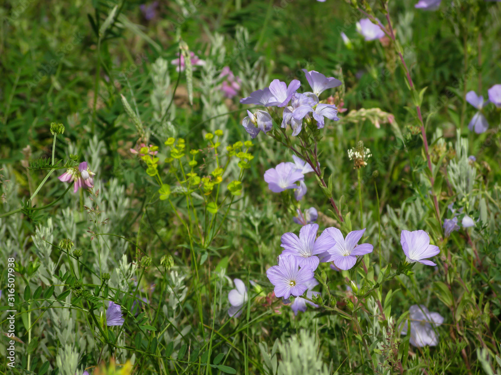summer meadow with blooming flowers close-up