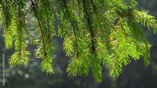 Sunlit green coniferous tree branches close-up