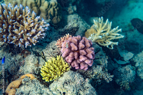 Underwater Marine Life  Fish  Clams  Corals  Divers