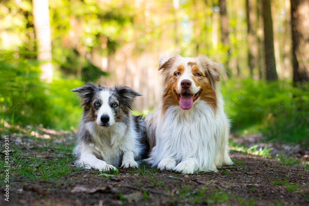 Beautiful blue merle border collie and red merle australian shepherd dog in the forest. Friends forever. 
