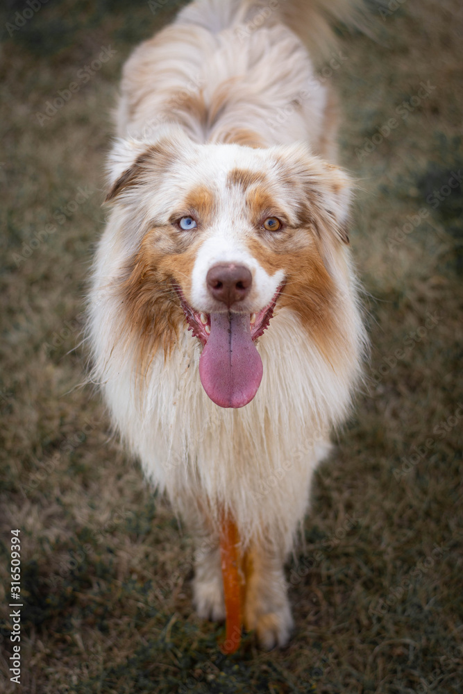 Cute and happy red merle australian shepherd dog standing with his favourite toy between his legs.