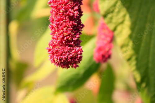 Amaranth red blooming. Autumn garden.