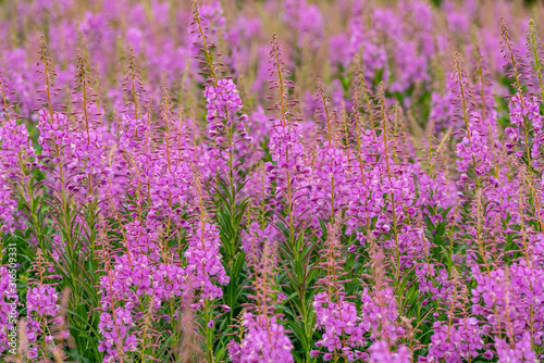 Willowherbs bloom. Rose and purple blooming blossom. Flower field with pink petals in natural environment. Fireweeds  Chamaenerion.