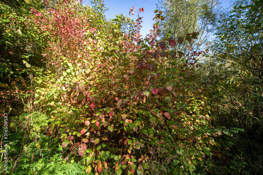Autumn. Shrub with red, green leaves in the park Kuskovo. Moscow Autumn. Shrub with red, green leaves in the park Kuskovo. Moscow