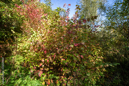 Autumn. Shrub with red, green leaves in the park Kuskovo. Moscow