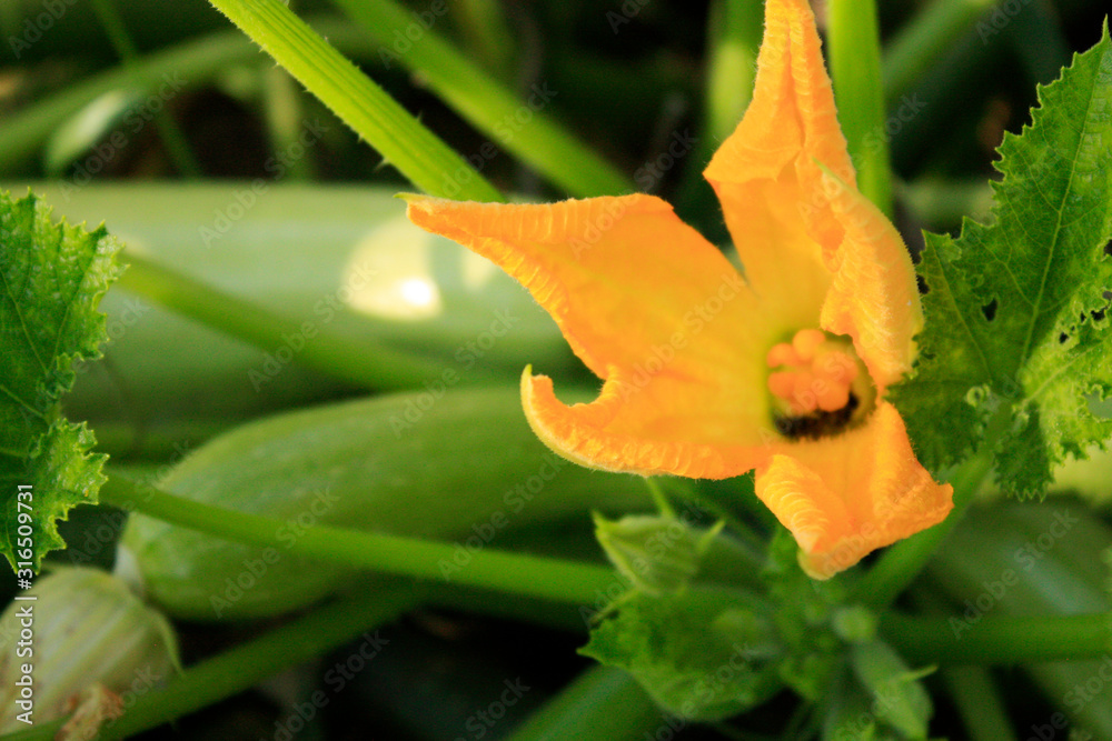 Squash blooming in the garden with yellow flowers.