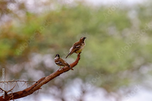 Webervogel im Nationalpark Tsavo Ost, Tsavo West und Amboseli in Kenia photo