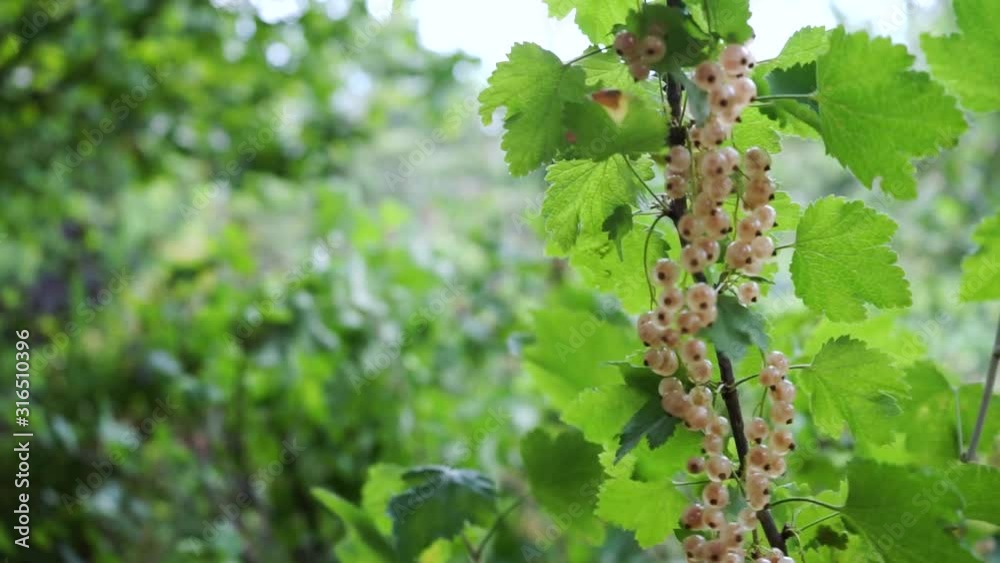 Hands picking fruits of white currant from the bushes in the summer garden. Hands picking fruits of white currant from the bushes in the summer garden.