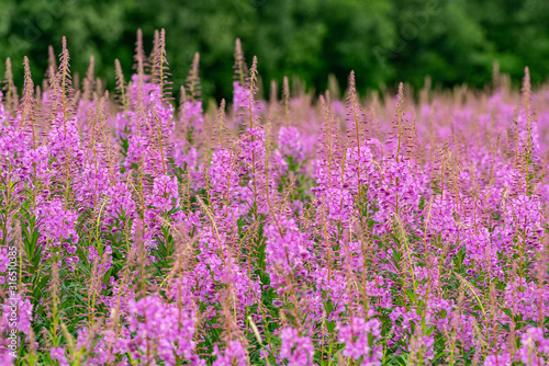 Fototapeta Naklejka Na Ścianę i Meble -  Willowherbs bloom. Rose and purple blooming blossom. Flower field with pink petals in natural environment. Fireweeds, Chamaenerion.