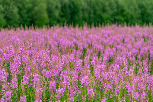 Willowherbs bloom. Rose and purple blooming blossom. Flower field with pink petals in natural environment. Fireweeds  Chamaenerion.