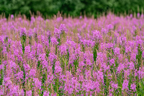 Willowherbs bloom. Rose and purple blooming blossom. Flower field with pink petals in natural environment. Fireweeds, Chamaenerion.