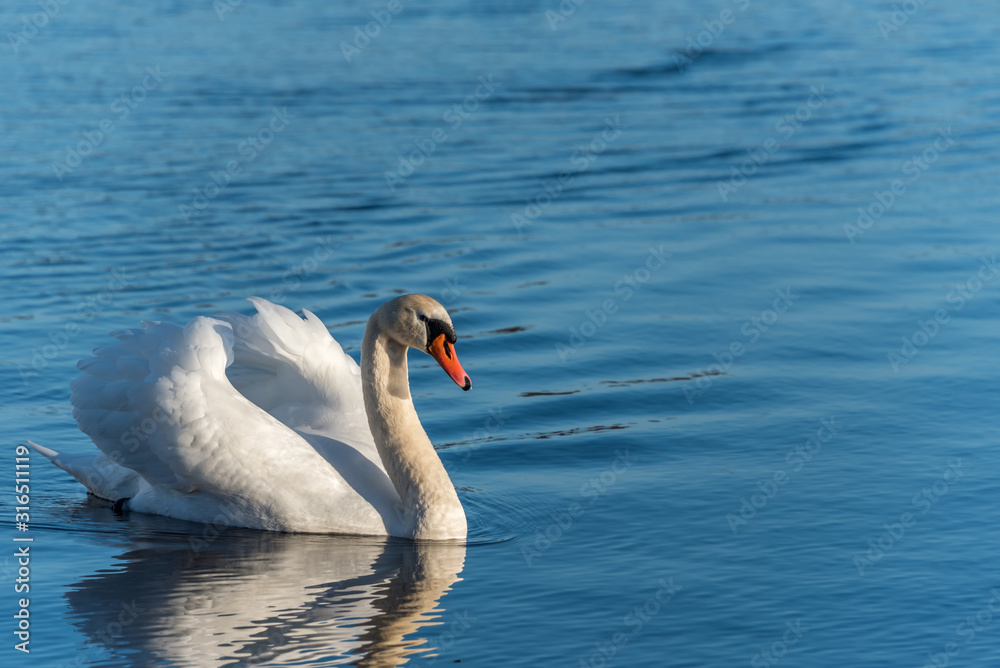 Swan Swimming on a Calm Lake in Latvia Swan Swimming on a Calm Lake in Latvia