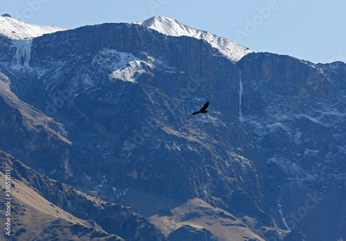 Andean Condor (Vultur gryphus) Flying over Colca Canyon, Against Cliffside and Glacier Mountains. Colca Canyon, Peru