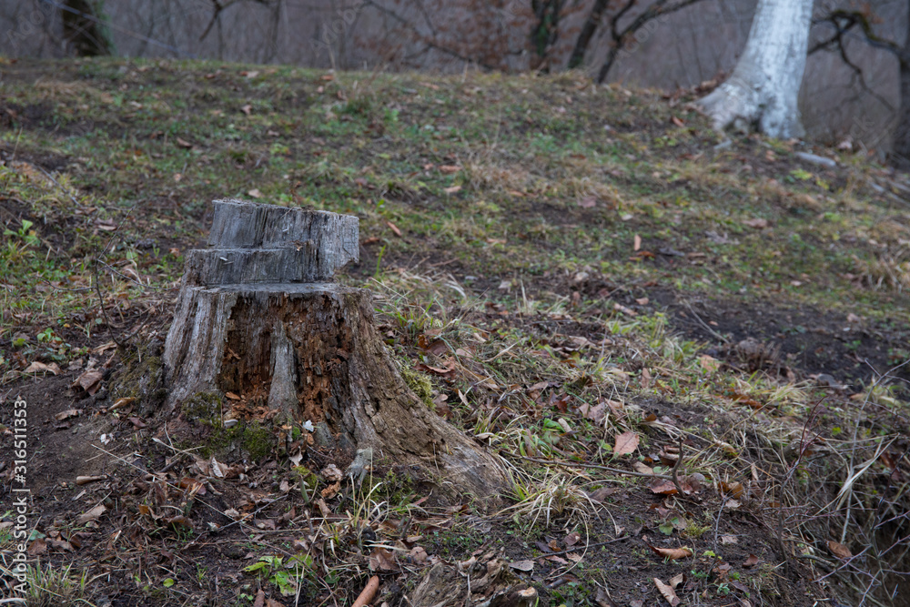 Charred tree stump in the forest. Winter landscape in Azerbaijan Charred tree stump in the forest. Winter landscape in Azerbaijan