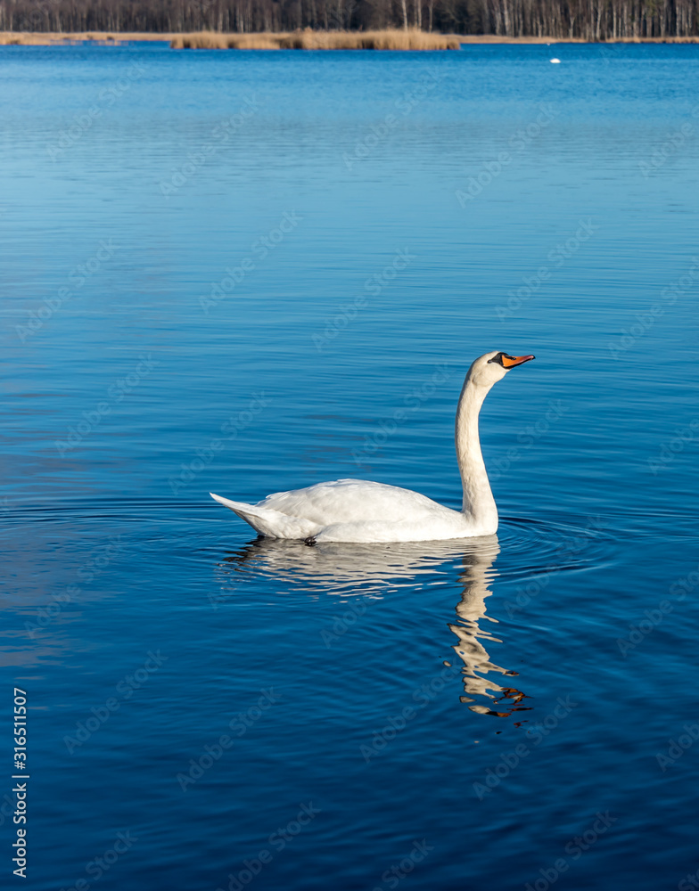 Swan Swimming on a Calm Lake in Latvia Swan Swimming on a Calm Lake in Latvia