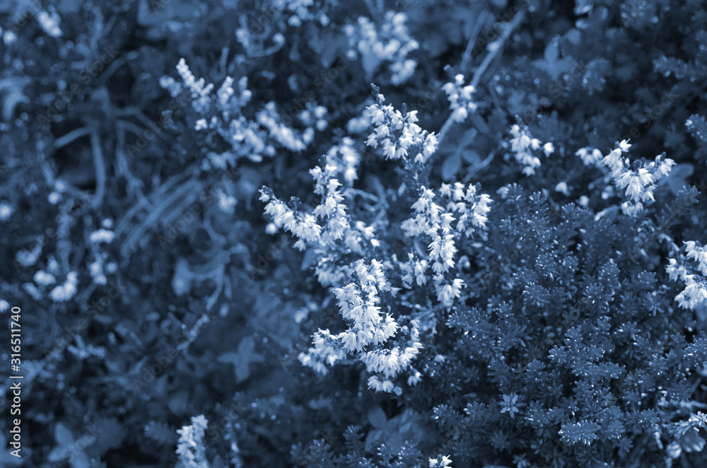 Classic blue background, copy space. Color of the year 2020. Nature floral background. Classic blue background, copy space. Color of the year 2020. Nature floral background.