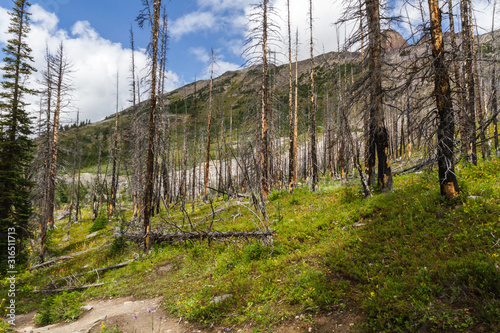 The Rockies. Regrowing forest after extensive fire damage Hiking trail at Helen Lake, Banff National Park, Alberta, Canada photo