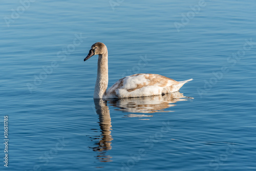 Young Swan Swimming on a Calm Lake in Latvia