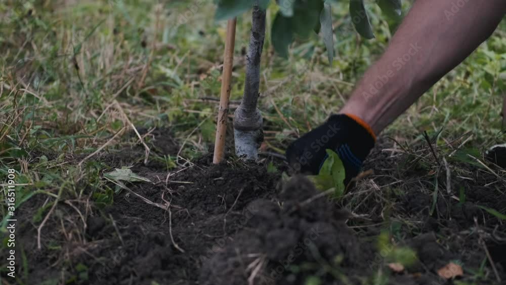 A man is pressing the soil under a planted tree. A man is pressing the soil under a planted tree.