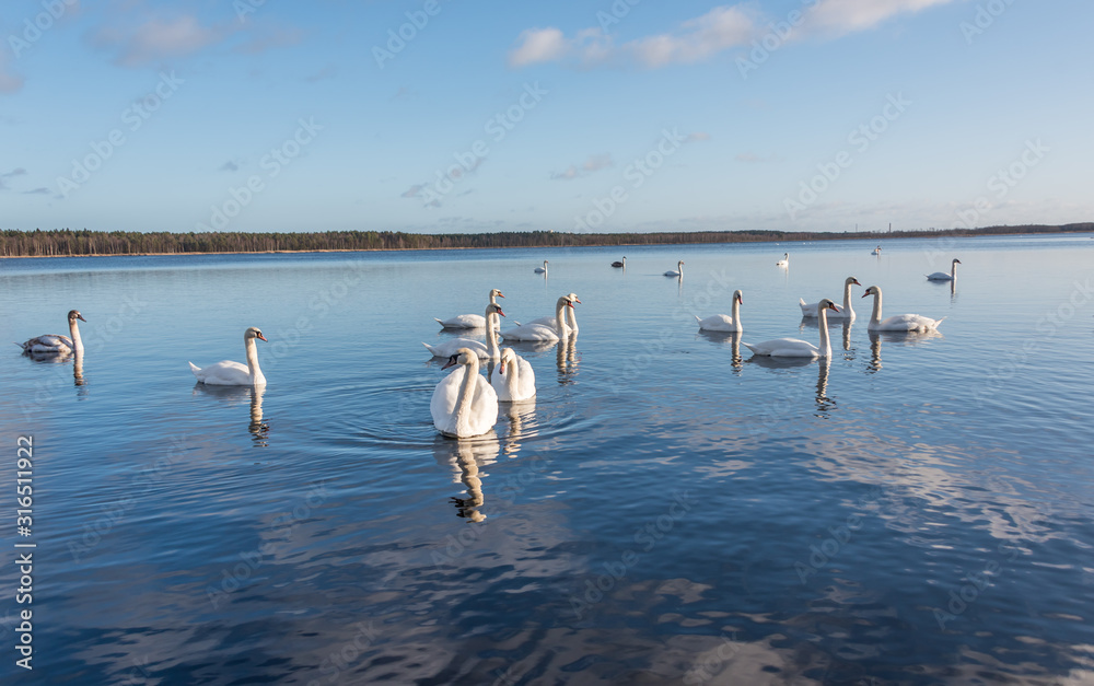 Swans Swimming on a Calm Lake in Latvia