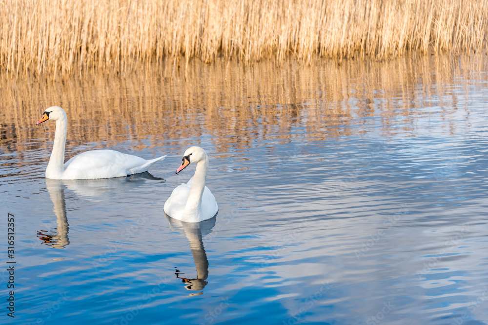 Swans Swimming on a Calm Lake in Latvia Swans Swimming on a Calm Lake in Latvia