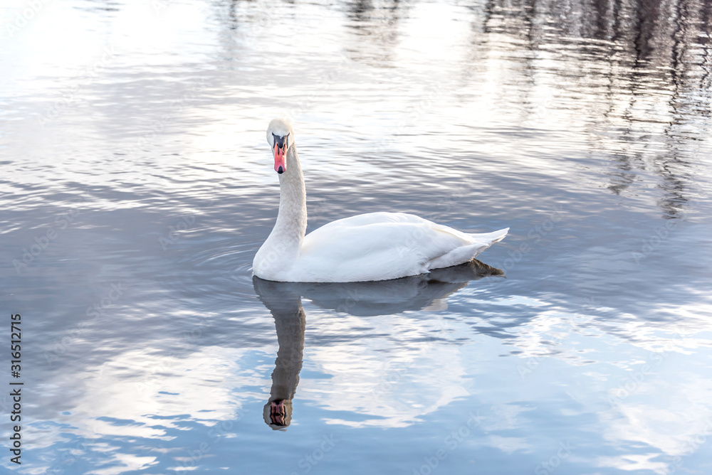 Obraz premium Swan Swimming on a Calm Lake in Latvia