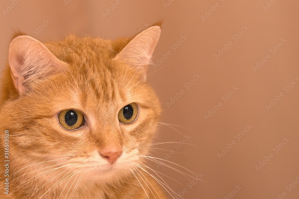Funny red cat in cozy home atmosphere. tabby ginger cat. Looking ginger cat, sitting onthe chair. Pleased orange cat sitting on the chair and having a rest at home Funny red cat in cozy home atmosphere. tabby ginger cat. Looking ginger cat, sitting onthe chair. Pleased orange cat sitting on the chair and having a rest at home