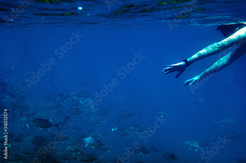 Underwater Marine Life  Fish  Clams  Corals  Divers