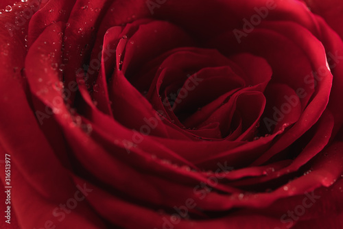 Closeup red rose with water drops