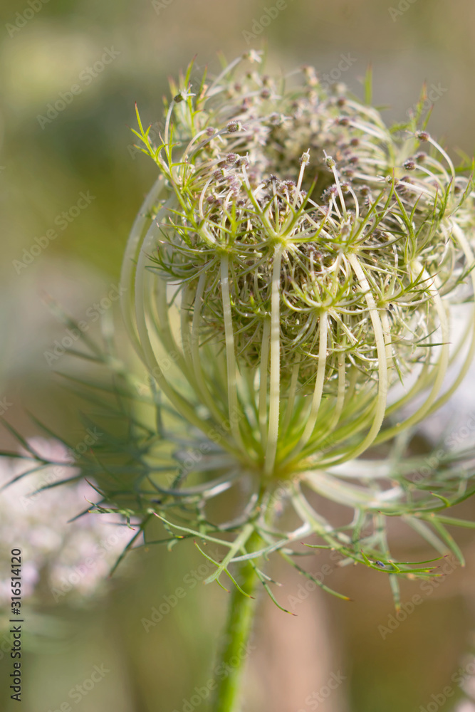 A close up of a parsley root flower head A close up of a parsley root flower head