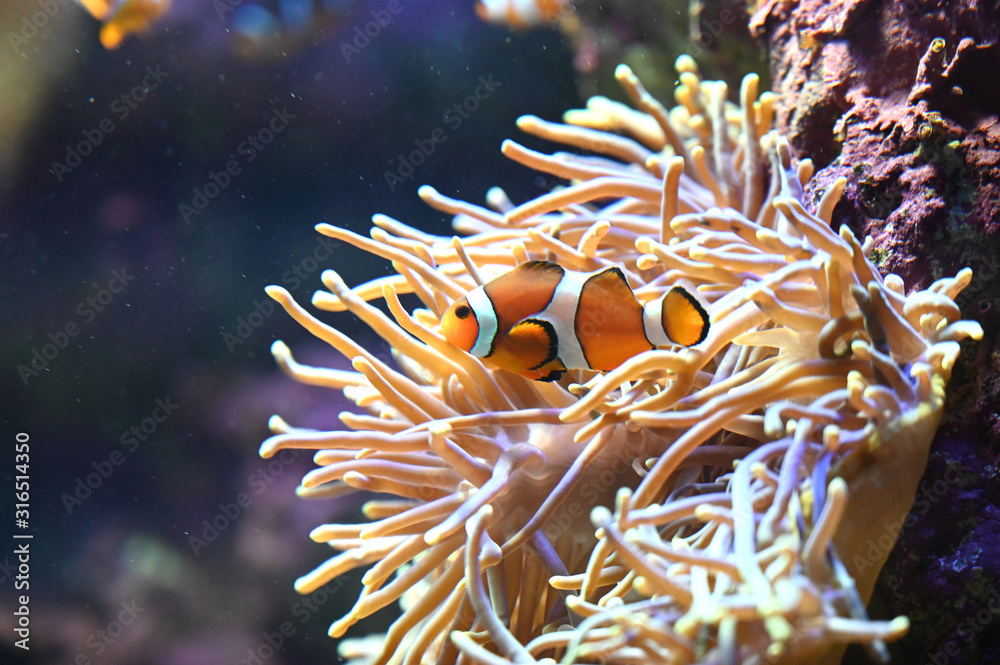 イソギンチャクに隠れる可愛いカクレクマノミ達 Stock Photo Adobe Stock