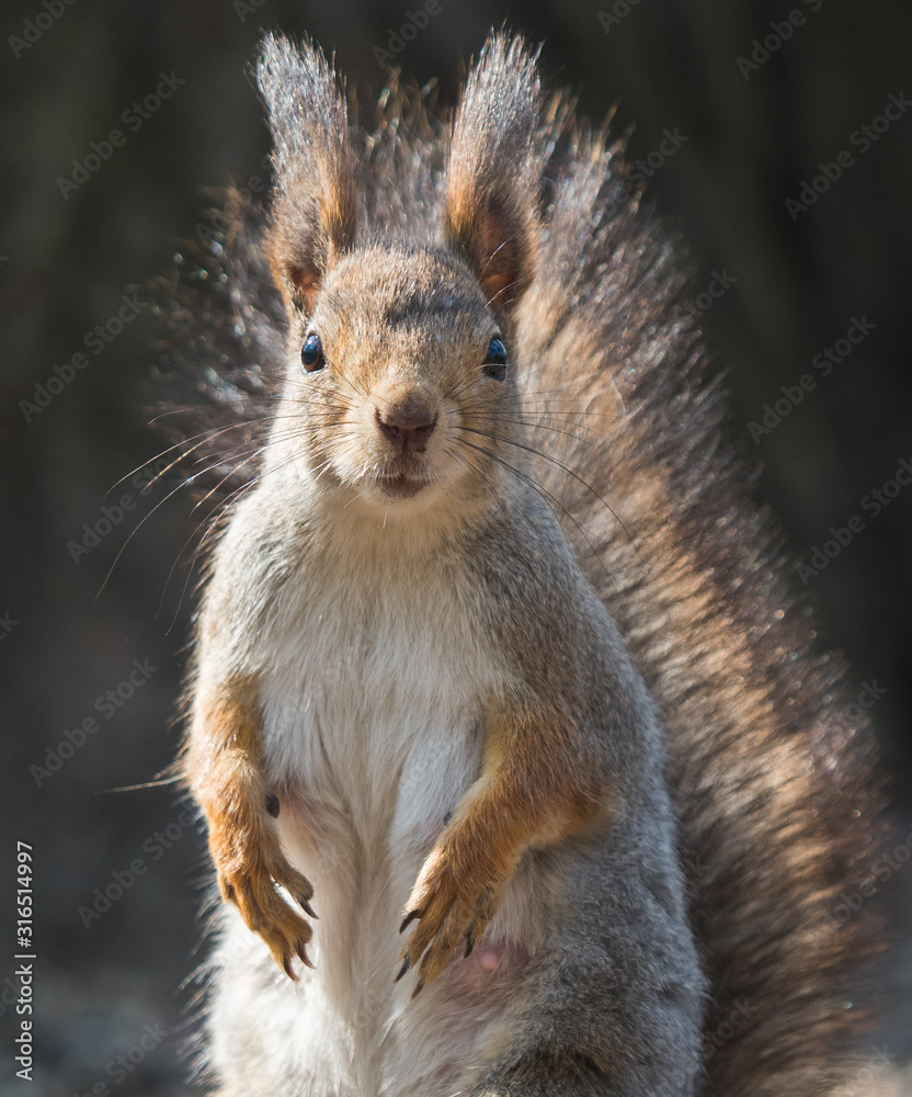 Fototapeta premium squirrel