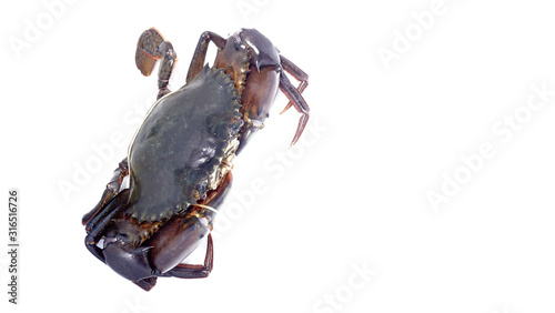 Giant Mud Crabs (Scylla serrata) also known as Black Crab, Mangrove Crab, Serrated Mud Crab,
