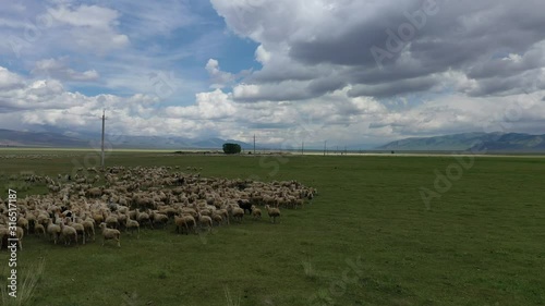 Sheep and mountain valley chalcodes and the Ketmen mountains. Kazakhstan. photo