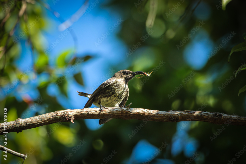 Fototapeta premium Female Amethyst Sunbird 2