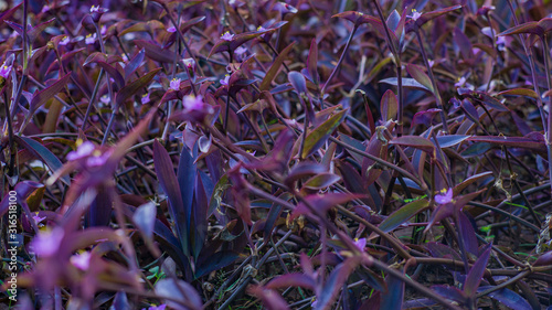 Blumen von Sansibar Tansanien